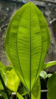 Leaf of Creeping Burhead or Echinodorus leaves photo