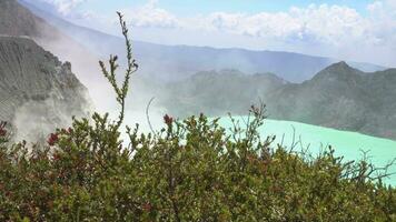 verde folha do cantigi ungu vaccinium varingifólio em kawah ijen Indonésia. a cenas é adequado para usar para aventura conteúdo meios de comunicação, natureza poster e floresta fundo. video