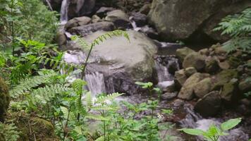 l'eau tomber sur le tropical forêt, l'eau courant et éclaboussure l'eau lorsque pluvieux saison. le métrage est adapté à utilisation pour aventure contenu médias, la nature et forêt métrage Contexte. video