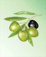 Branch of olive leaves and green and ripe olives. 3d olive and leaf branch. 3d illustration isolated on green background vector