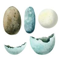 Set of different dinosaur eggs. Vector watercolor illustration of tyrannosaurus, diplodocus eggs