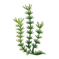acuarela equisetum cola de caballo vector ilustración. mano dibujado antiguo planta, medicinal hierbas, bosque verde césped