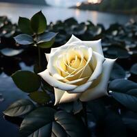 un fascinante blanco Rosa flor desplegarse en río ai generativo foto