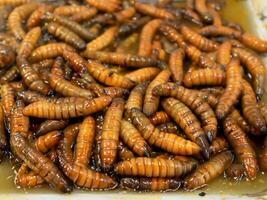 close - up of fried worms in the market photo