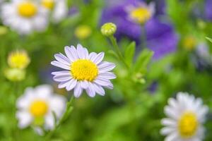 Close up of daisy flower. chamomile in the meadow. Dox-eye, Common daisies, Dog daisy, Moon daisy. Oxeye daisy, Leucanthemum vulgare, Spring or summer nature scene. Gardening concept photo
