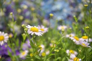 Selective focus flowering of daisies. chamomile in the meadow. Dox-eye, Common daisy, Dog daisy, Moon daisy. Oxeye daisy, Leucanthemum vulgare, Spring or summer nature scene. Gardening concept photo