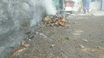 collect dry leaves in summer to burn. video