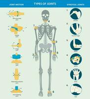 tipos de humano cuerpo articulaciones consistir pelota, bisagra, pivote, deslizándose, y sillín, facilitar movimiento y flexibilidad vector