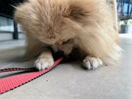 Little dog wants to walk. Indoor portrait of Red Pomeranian Spitz lies on tiled floor. Dog holds his leash in his teeth. Dog wants to go for walk. Walking with pet. Decorative dog peach color. photo