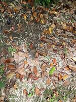 Large magnolia leaves that fell to ground. Fallen down foliage on ground. Magnolia leaves or park. Fallen foliage. Yellow, orange, green and brown october autumn leaves. Southern magnolia leaves photo