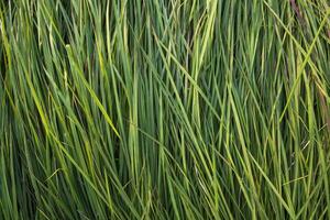 Long Green grass abstract pattern texture can be used as a natural background wallpaper photo