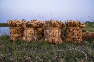 Some thick golden bundle of raw jute is on the field. This is the Called Golden Fiber in Bangladesh photo