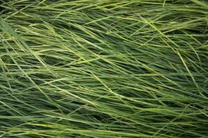 Long Green grass abstract pattern texture can be used as a natural background wallpaper photo