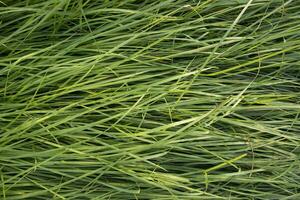 Long Green grass abstract pattern texture can be used as a natural background wallpaper photo