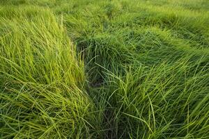 Long Green grass abstract pattern texture can be used as a natural background wallpaper photo