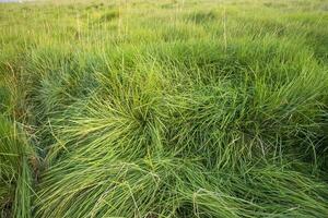 Long Green grass abstract pattern texture can be used as a natural background wallpaper photo