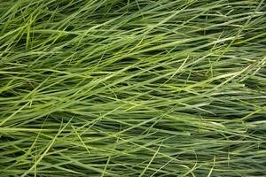 Long Green grass abstract pattern texture can be used as a natural background wallpaper photo