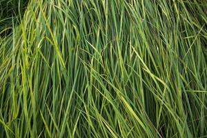 Long Green grass abstract pattern texture can be used as a natural background wallpaper photo