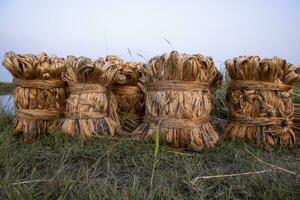 Some thick golden bundle of raw jute is on the field. This is the Called Golden Fiber in Bangladesh photo