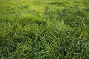 Long Green grass abstract pattern texture can be used as a natural background wallpaper photo