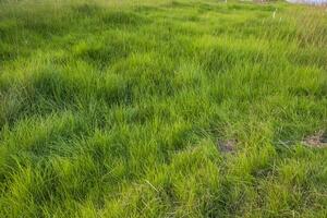 Long Green grass abstract pattern texture can be used as a natural background wallpaper photo