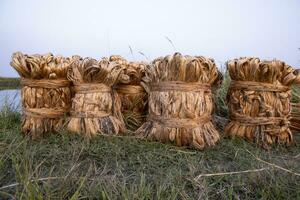 Some thick golden bundle of raw jute is on the field. This is the Called Golden Fiber in Bangladesh photo