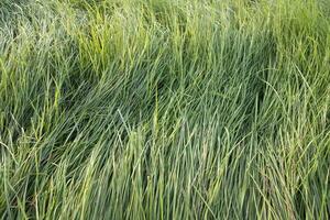 Long Green grass abstract pattern texture can be used as a natural background wallpaper photo