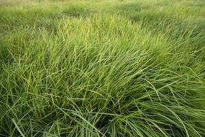 Long Green grass abstract pattern texture can be used as a natural background wallpaper photo