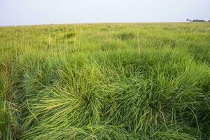 Natural Landscape view of green long grass plant with  the blue sky photo