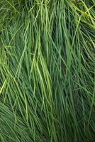 Vertical view of Green long grass  abstract pattern texture can be used as a natural background wallpaper photo