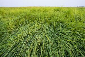 Natural Landscape view of green long grass plant with  the blue sky photo