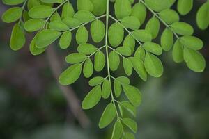 palillo de tambor árbol, herbario verde moringa hojas árbol antecedentes foto