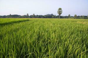 agriculture Landscape view of the grain  rice field in the countryside of Bangladesh photo