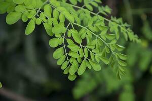 palillo de tambor árbol, herbario verde moringa hojas árbol antecedentes foto