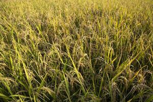 Top view grain rice field agriculture landscape photo