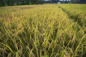 Top view grain rice field agriculture landscape photo