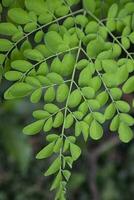 palillo de tambor árbol, herbario verde moringa hojas árbol antecedentes foto