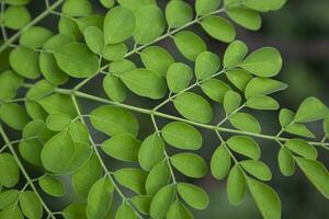 palillo de tambor árbol, herbario verde moringa hojas árbol antecedentes foto