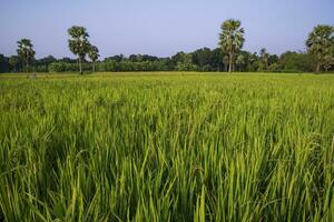 agriculture Landscape view of the grain  rice field in the countryside of Bangladesh photo