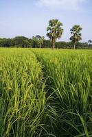 agriculture Landscape view of the grain  rice field in the countryside of Bangladesh photo