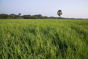 agriculture Landscape view of the grain  rice field in the countryside of Bangladesh photo