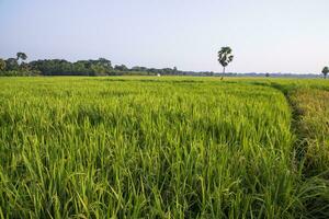 agriculture Landscape view of the grain  rice field in the countryside of Bangladesh photo