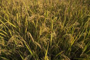 Top view grain rice field agriculture landscape photo