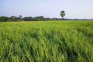 agriculture Landscape view of the grain  rice field in the countryside of Bangladesh photo