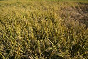 Top view grain rice field agriculture landscape photo