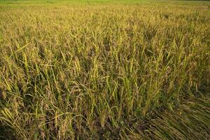 Top view grain rice field agriculture landscape photo