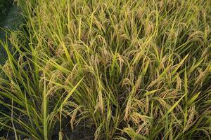 Top view grain rice field agriculture landscape photo