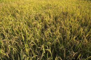 Top view grain rice field agriculture landscape photo