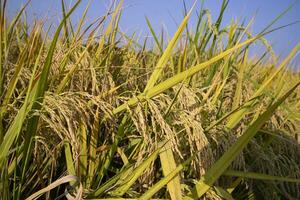 Grain rice spike agriculture field landscape view photo