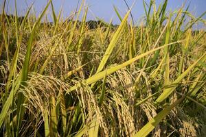 Grain rice spike agriculture field landscape view photo